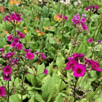 Primula japonica violet-flowered
